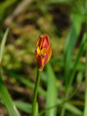 author not stated, no rights reserved Baeometra uniflora, photograph author not stated, no rights reserved