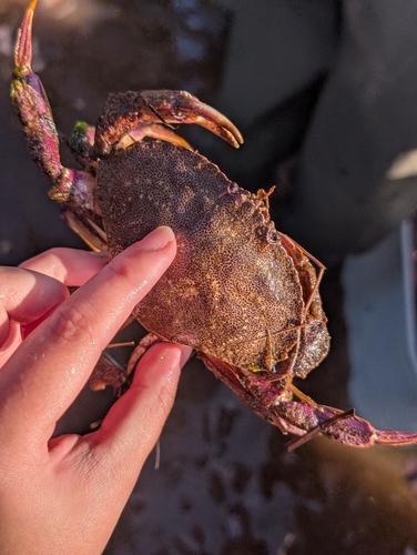 Atlantic Rock Crab