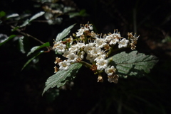 Viburnum parvifolium