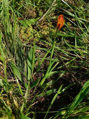 Baeometra uniflora, photograph 2
