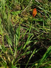 author not stated, no rights reserved Baeometra uniflora, photograph author not stated, no rights reserved