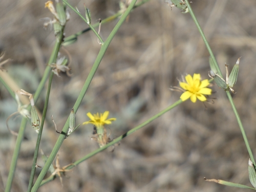 Rush Skeletonweed