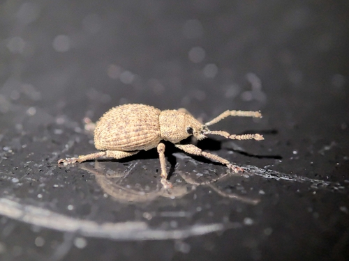 Calomycterus obconicus