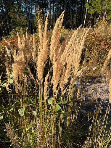 Bushgrass