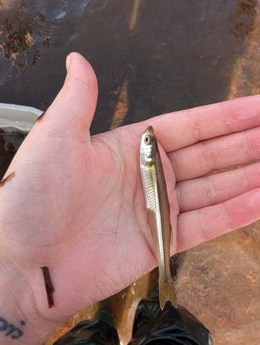 Atlantic Silverside