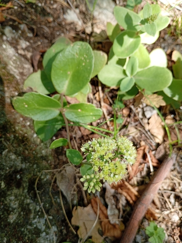 Great Stonecrop