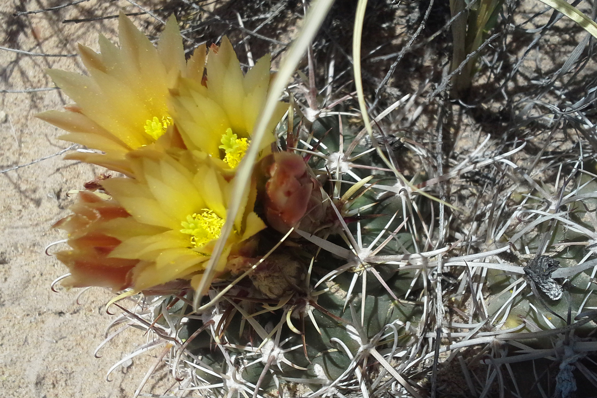 Sclerocactus whipplei