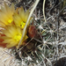 Sclerocactus whipplei - Photo (c) wingedchimera, algunos derechos reservados (CC BY-NC), subido por wingedchimera