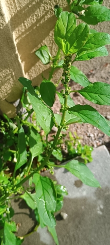 Many-seeded Goosefoot