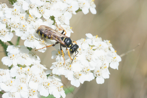 Sand Tailed Digger Wasp
