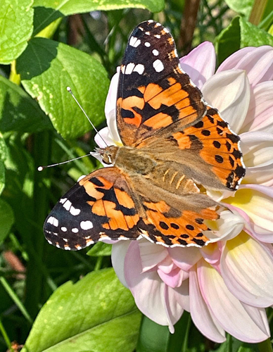 Painted Lady