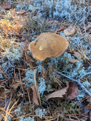 Velvet Bolete