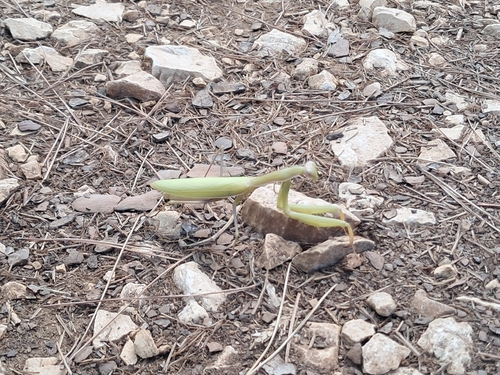 European Mantis