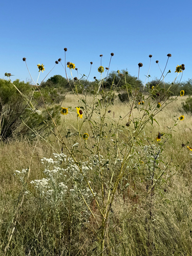 Helianthus petiolaris, photograph 2