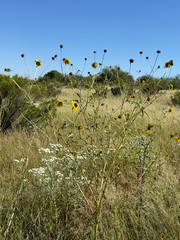 Helianthus petiolaris, photograph (c) CK2AZ, some rights reserved (CC BY)