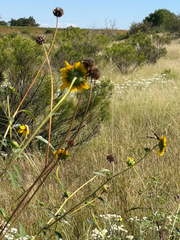 Helianthus petiolaris