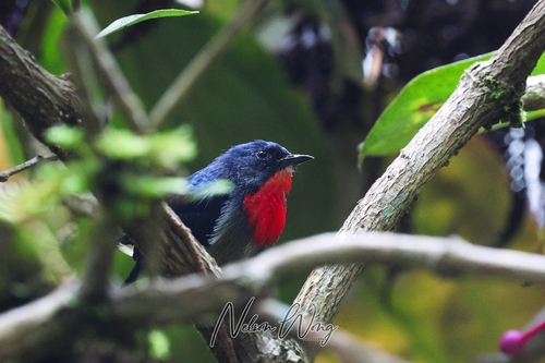 Black-sided Flowerpecker