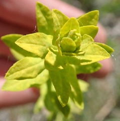 Uromyces pisi-sativi