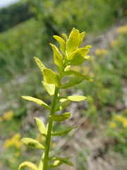 Uromyces pisi-sativi