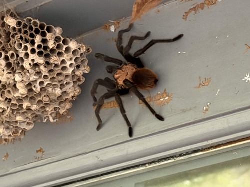 Texas Brown Tarantula