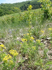 Uromyces pisi-sativi