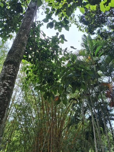 Pterygota brasiliensis, photograph 1