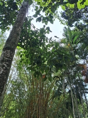 Pterygota brasiliensis