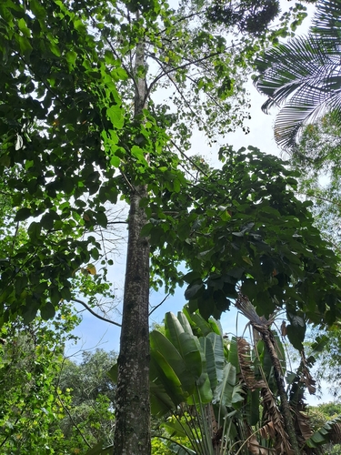 Pterygota brasiliensis, photograph 2