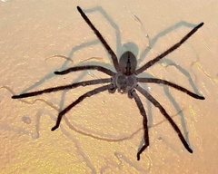 Olios giganteus