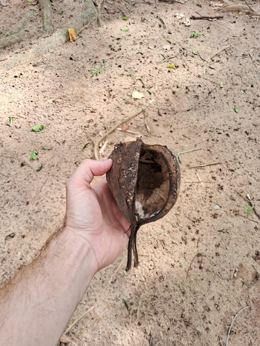 Pterygota brasiliensis, photograph 5