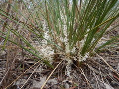 Lomandra effusa