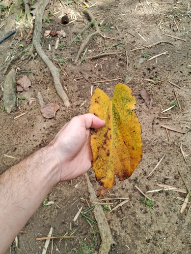 Pterygota brasiliensis, photograph 6