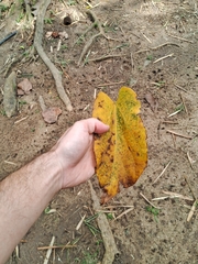 Pterygota brasiliensis, photograph (c) Henrique Bitencourt, some rights reserved (CC BY-SA)