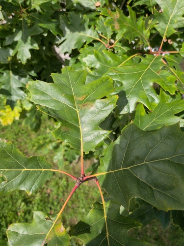 black oak