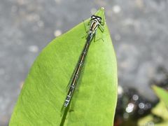 Coenagrion puella