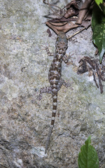 Gekko chinensis