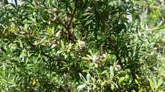 Leptospermum grandifolium