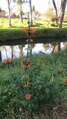 Leonotis nepetifolia nepetifolia