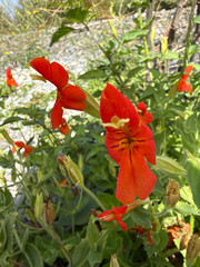 (c) Don Loarie, some rights reserved (CC BY) Erythranthe cardinalis, photograph (c) Don Loarie, some rights reserved (CC BY)