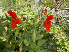 (c) Don Loarie, some rights reserved (CC BY) Erythranthe cardinalis, photograph (c) Don Loarie, some rights reserved (CC BY)