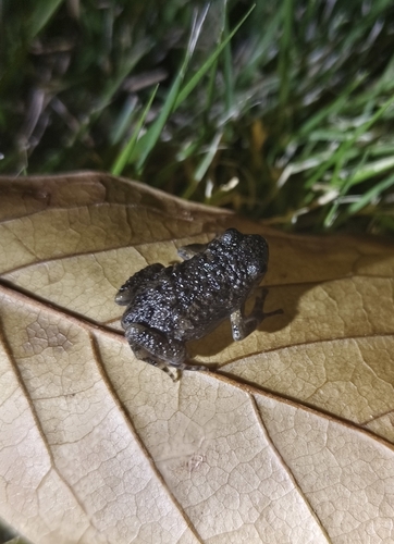 Sichuan Digging Frog