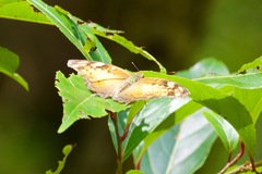 Vagrans sinha