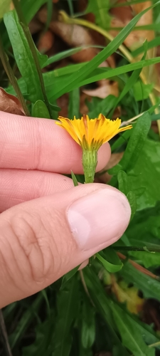 Autumn Hawkbit