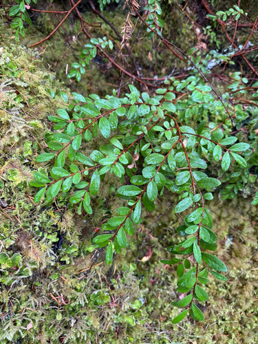 Paxistima myrsinites, photograph 3