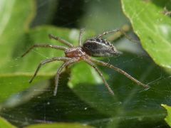 Agelena labyrinthica