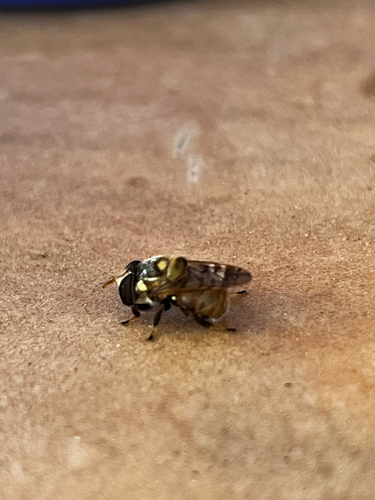 Woolly Bromeliad Fly