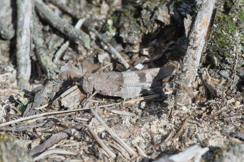 Blue-winged Grasshopper