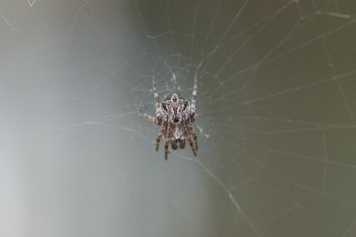 Gorse Orbweaver