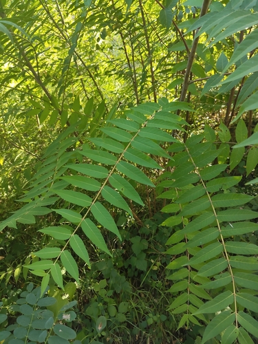 tree-of-heaven