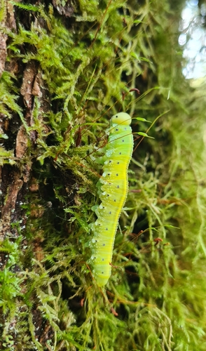 Large Alder Sawfly